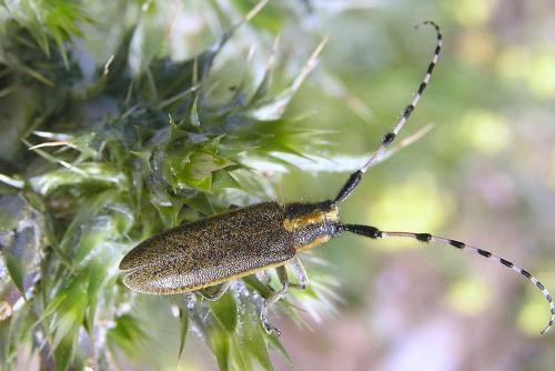 Agapanthia dahli
