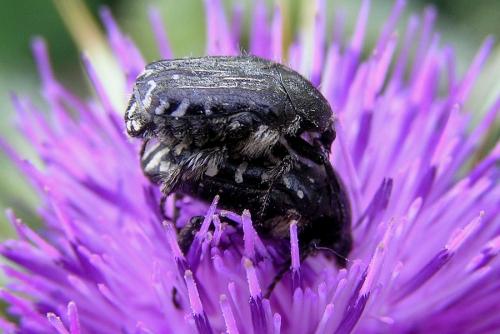 Oxythyrea funesta