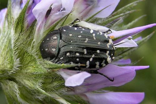 Réf. 41 014 : Oxythyrea funesta