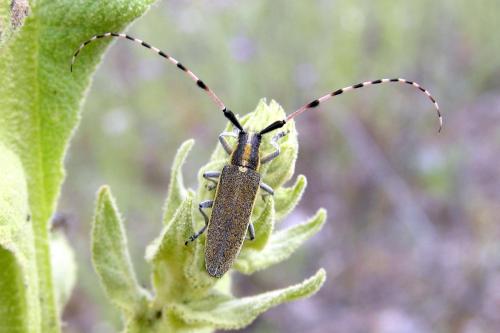 Agapanthia dahli
