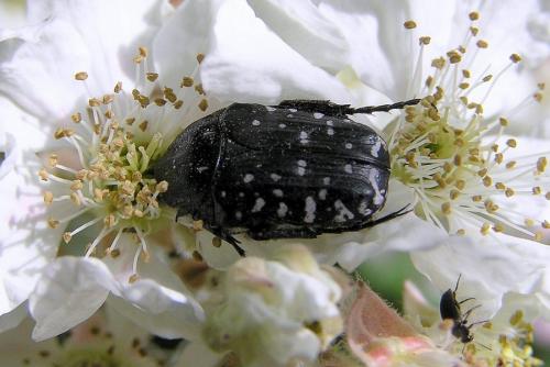 Oxythyrea funesta