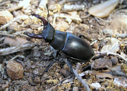 Réf. 41 605 : Lucanus cervus