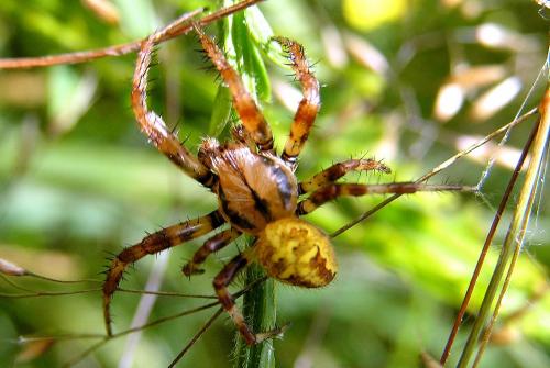 Araneus quadratus