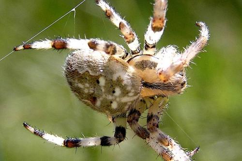 Araneus quadratus