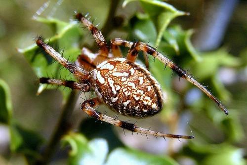 Neoscona byzanthina