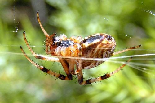 Neoscona byzanthina