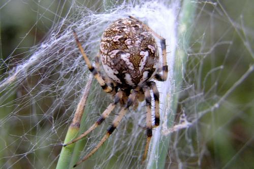 Neoscona byzanthina