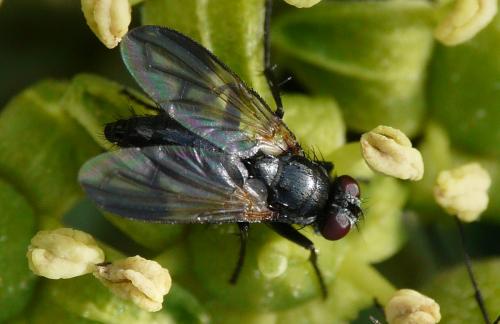 Réf. 41 008 : Paykullia maculata
