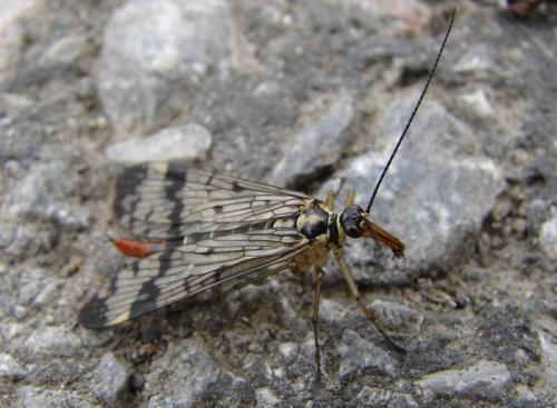 Panorpa communis