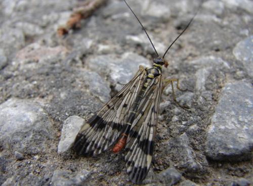 Panorpa communis