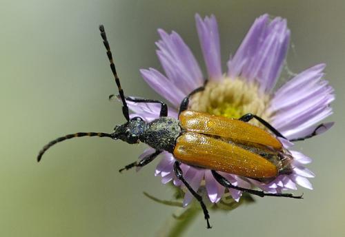Réf. 41 591 : Stictoleptura hybrida