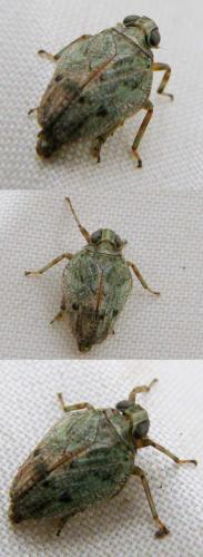 Réf. 41 080 : Issus coleoptratus