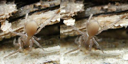 Cicurina cicur
