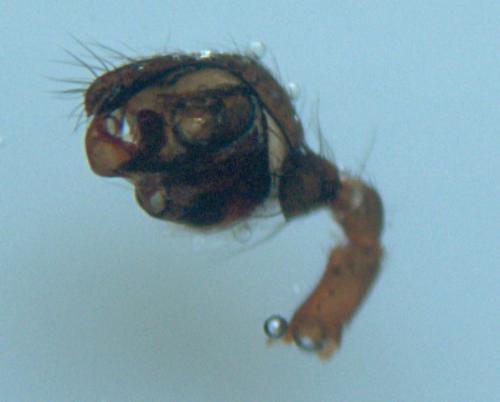 Robertus arundineti