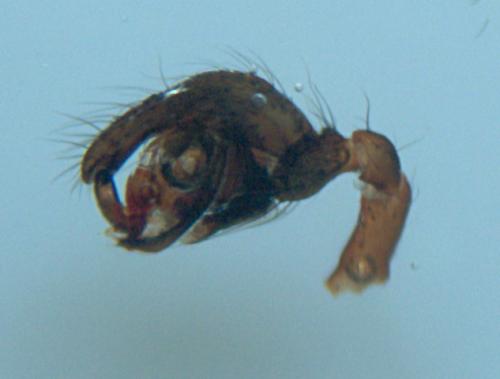 Robertus arundineti