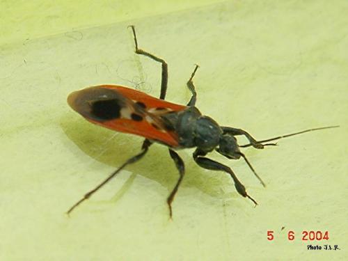 Peirates hybridus