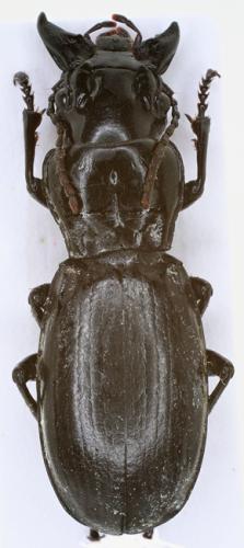 Percus corrugatus