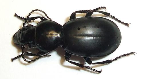 Réf. 41 540 : Percus patruelis