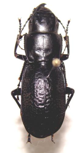 Percus plicatus