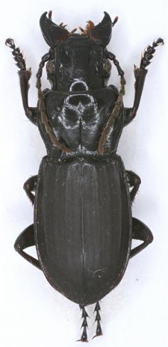 Percus lineatus