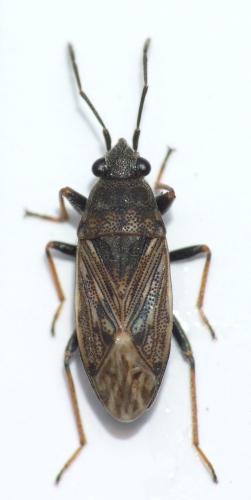 Peritrechus gracilicornis