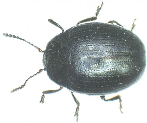 Réf. 41 618 : Phaedon tumidulus