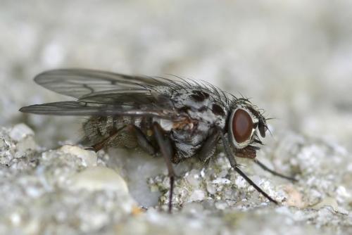 Réf. 41 005 : Phaonia trimaculata