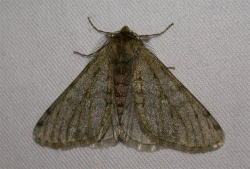 Phigalia pilosaria