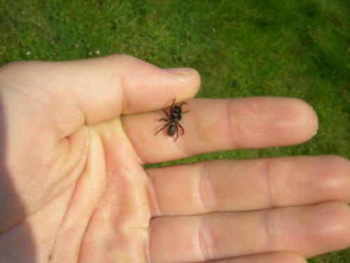 Atypus sp.
