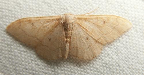 Réf. 41 737 : Idaea rubraria