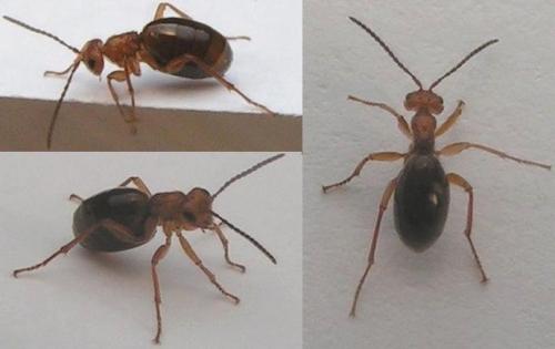 Réf. 41 793 : Biorhiza pallida