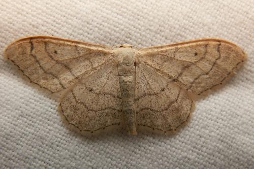 Réf. 41 738 : Idaea aversata