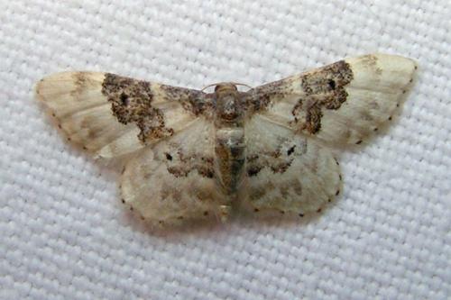 Réf. 41 894 : Idaea rusticata