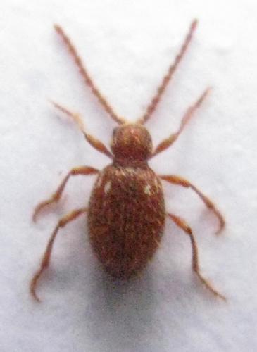 Réf. 41 048 : Ptinus sp.