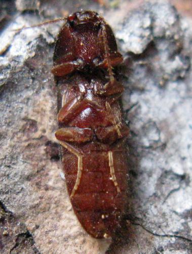 Brachygonus megerlei