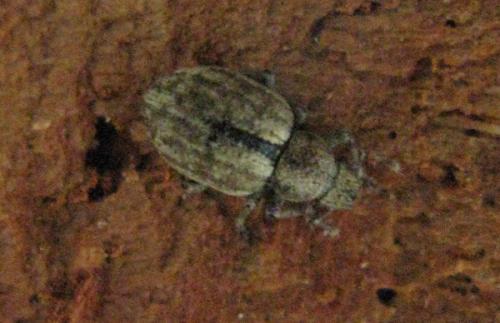 Strophosoma melanogrammum