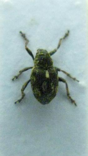 Rhinoncus perpendicularis