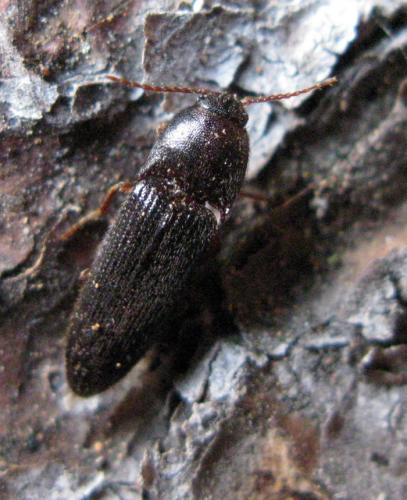 Brachygonus megerlei