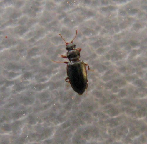 Réf. 41 312 : Enicmus sp.