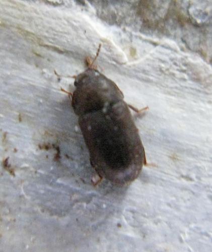 Cis sp.