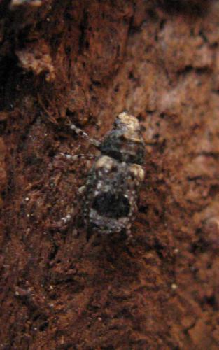Pseudeuparius sepicola
