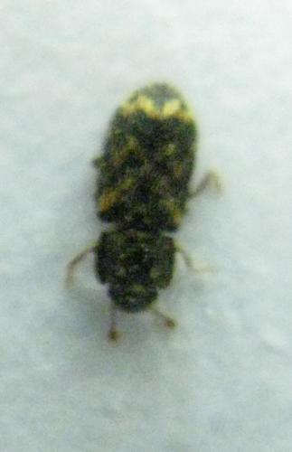 Réf. 41 232 : Synchita variegata
