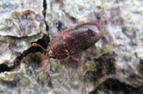 Diplocoelus fagi