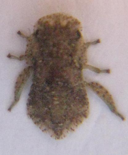 Ledra aurita