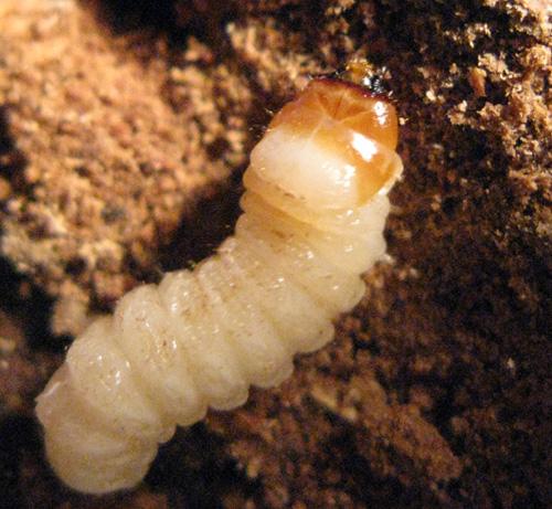 Réf. 41 273 : Lepturinae inconnu