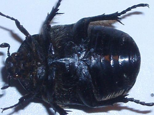 Netocia vidua