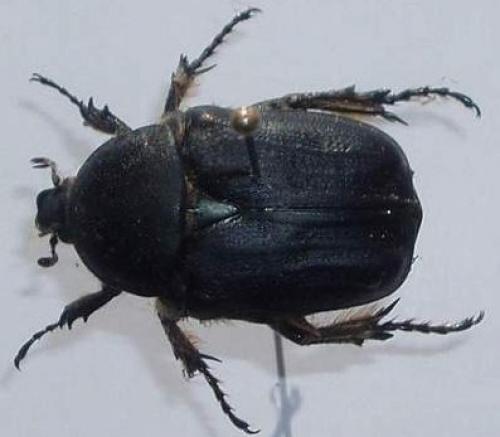 Réf. 41 805 : Netocia oblonga