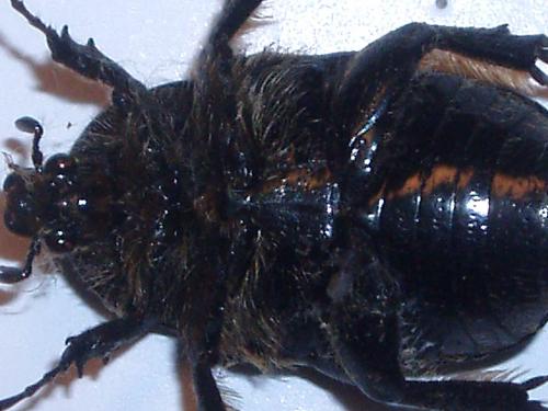 Réf. 41 825 : Netocia oblonga