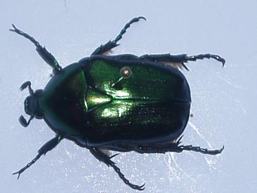 Potosia angustata