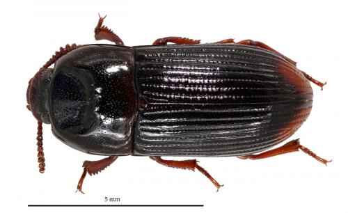 Uloma laesicollis
